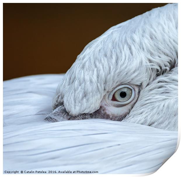Closeup of the eye of a pelican Print by Ragnar Lothbrok
