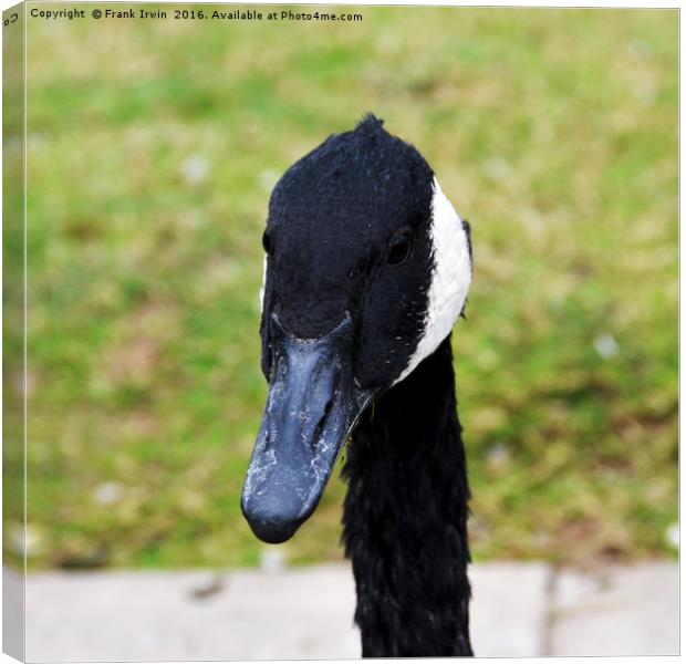 "What's that thing in your hand?" Asked the Goose. Canvas Print by Frank Irwin