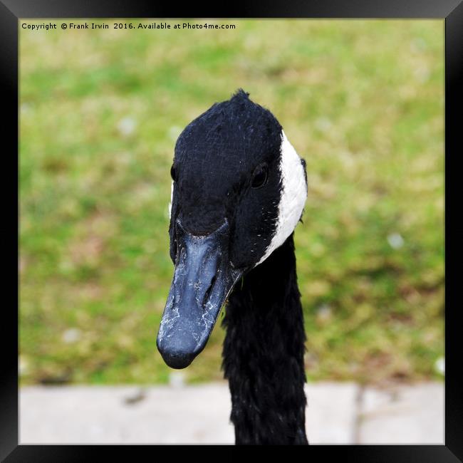 "What's that thing in your hand?" Asked the Goose. Framed Print by Frank Irwin