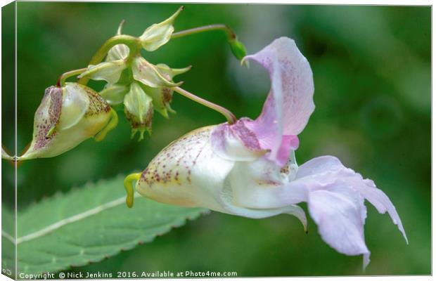 Himalayan Balsam Flower in Local Woodland Close up Canvas Print by Nick Jenkins