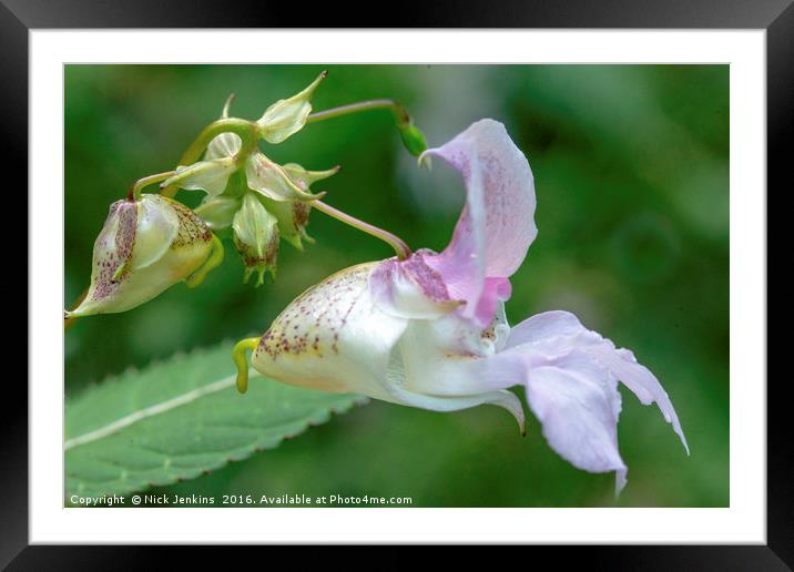 Himalayan Balsam Flower in Local Woodland Close up Framed Mounted Print by Nick Jenkins