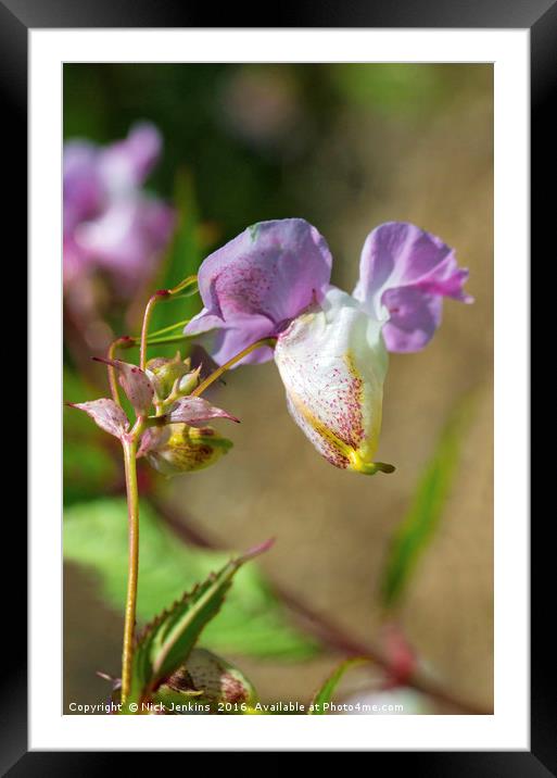 Himalayan Balsam Flower in Hedgerow Close up Framed Mounted Print by Nick Jenkins