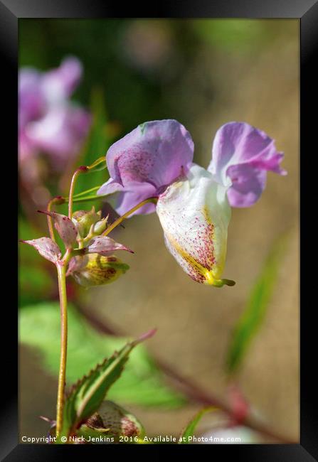 Himalayan Balsam Flower in Hedgerow Close up Framed Print by Nick Jenkins