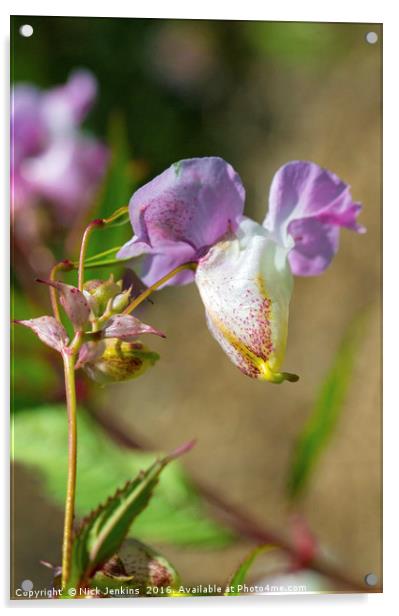 Himalayan Balsam Flower in Hedgerow Close up Acrylic by Nick Jenkins