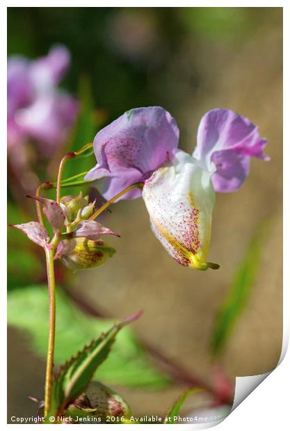 Himalayan Balsam Flower in Hedgerow Close up Print by Nick Jenkins