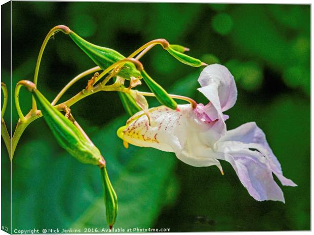 The Himalayan Balsam Flower Close Up Canvas Print by Nick Jenkins