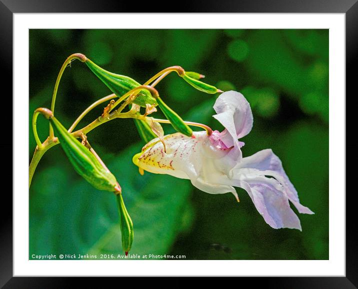 The Himalayan Balsam Flower Close Up Framed Mounted Print by Nick Jenkins