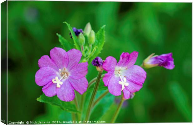 Willowherb Flower Close up Canvas Print by Nick Jenkins