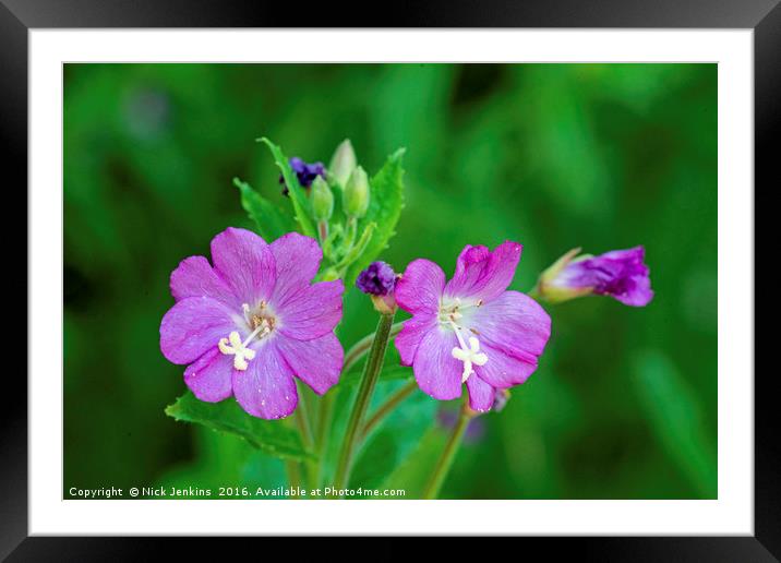 Willowherb Flower Close up Framed Mounted Print by Nick Jenkins