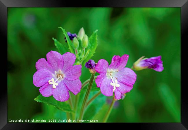 Willowherb Flower Close up Framed Print by Nick Jenkins