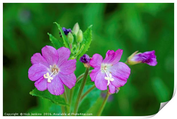 Willowherb Flower Close up Print by Nick Jenkins