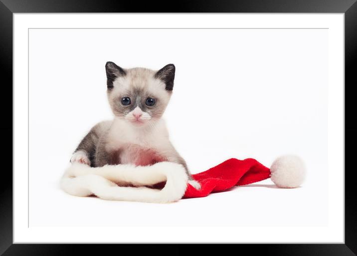 snowshoe Christmas cat  Framed Mounted Print by Jason Thompson