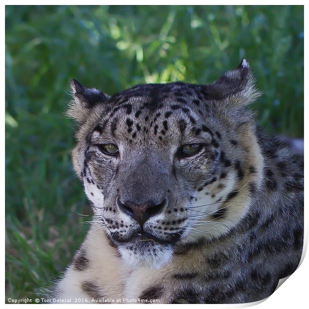 Snow Leopard eyes Print by Tom Dolezal