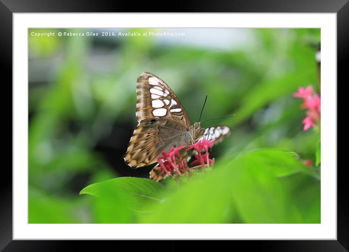 White Marble Butterfly Framed Mounted Print by Rebecca Giles
