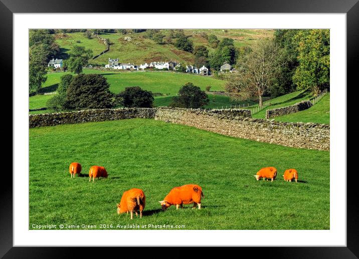 Orange Sheep Framed Mounted Print by Jamie Green