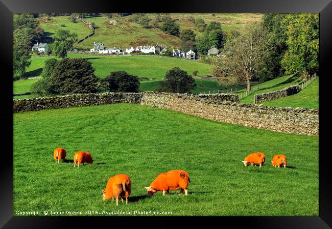 Orange Sheep Framed Print by Jamie Green
