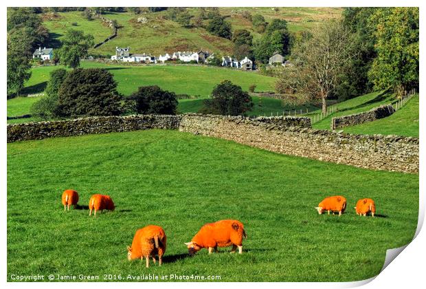 Orange Sheep Print by Jamie Green