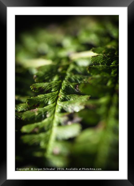 Macro fern leafe Framed Mounted Print by Jurgen Schnabel