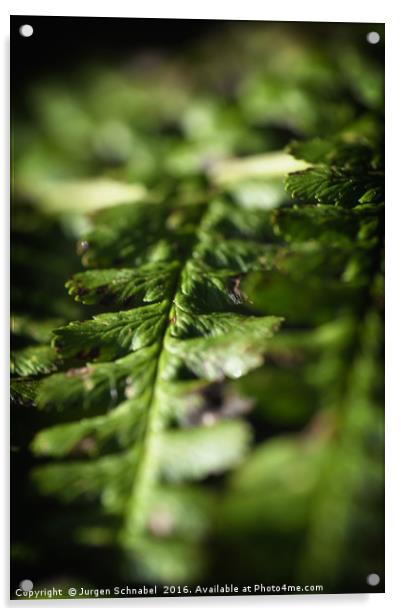Macro fern leafe Acrylic by Jurgen Schnabel