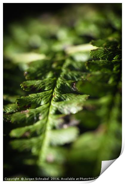 Macro fern leafe Print by Jurgen Schnabel