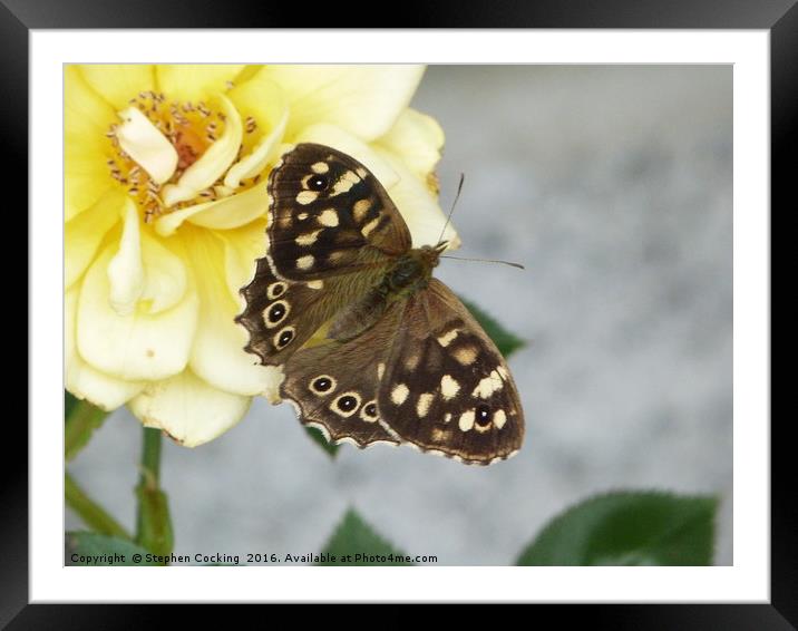 Butteterfly -Speckled Wood  Framed Mounted Print by Stephen Cocking