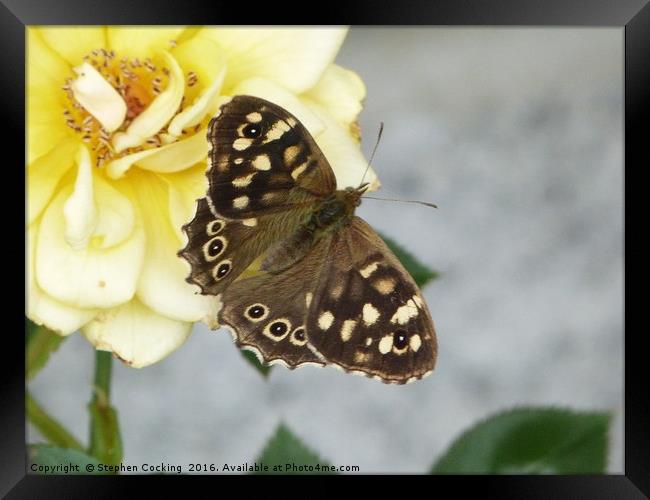 Butteterfly -Speckled Wood  Framed Print by Stephen Cocking
