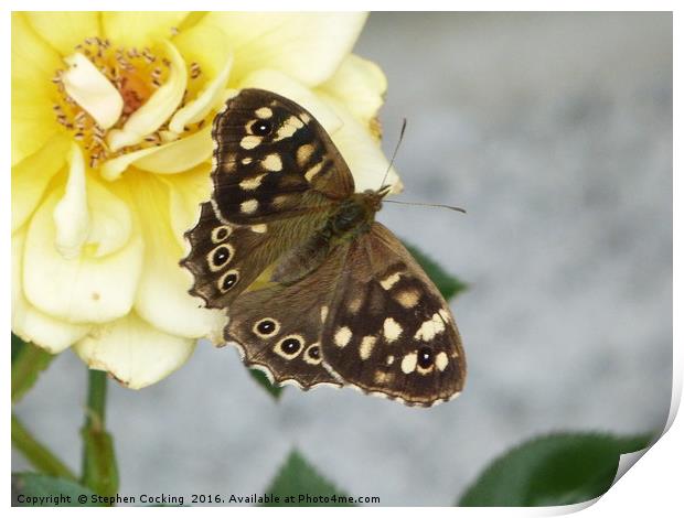 Butteterfly -Speckled Wood  Print by Stephen Cocking