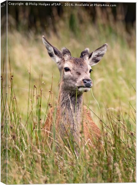 Young Red Deer Buck in Velvet Canvas Print by Philip Hodges aFIAP ,