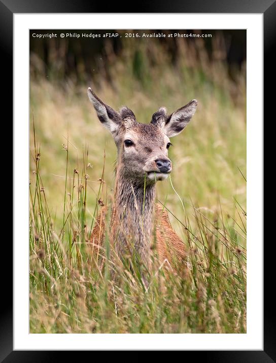 Young Red Deer Buck in Velvet Framed Mounted Print by Philip Hodges aFIAP ,