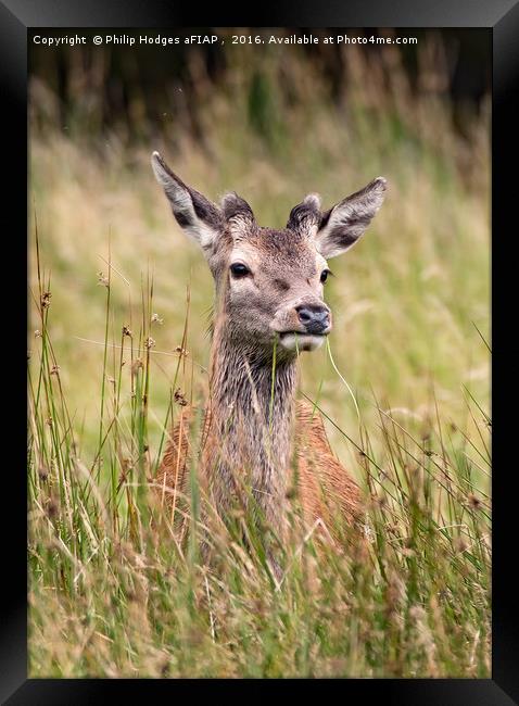 Young Red Deer Buck in Velvet Framed Print by Philip Hodges aFIAP ,