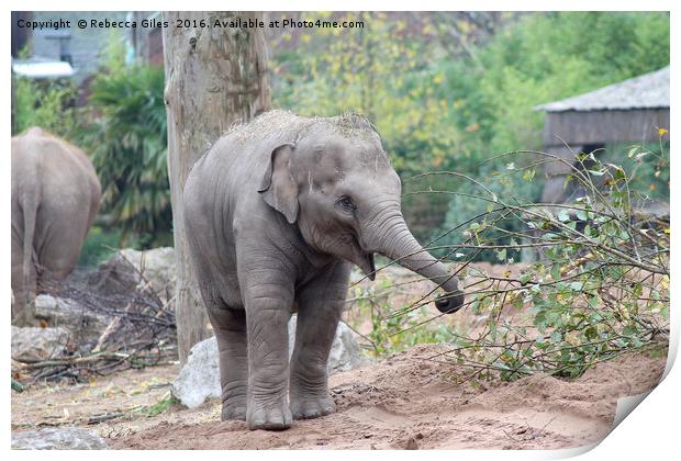 Asian Elephant Print by Rebecca Giles