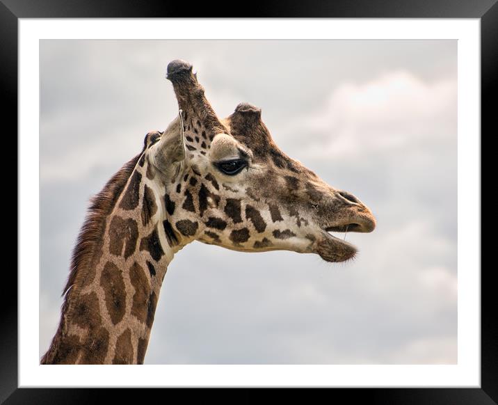 Giraffe Framed Mounted Print by Geoff Storey