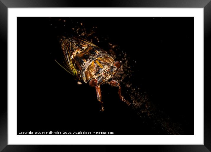 Locust Framed Mounted Print by Judy Hall-Folde