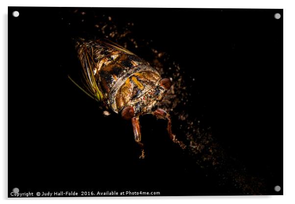 Locust Acrylic by Judy Hall-Folde