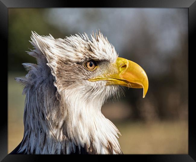 American Bald Eagle. Framed Print by Geoff Storey