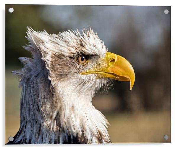 American Bald Eagle. Acrylic by Geoff Storey