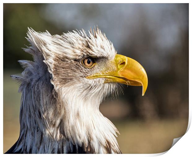 American Bald Eagle. Print by Geoff Storey
