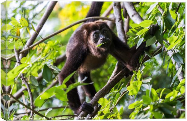 Howler monkey enjoying a few leaves Canvas Print by Jason Wells