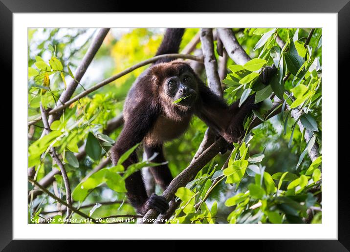 Howler monkey enjoying a few leaves Framed Mounted Print by Jason Wells