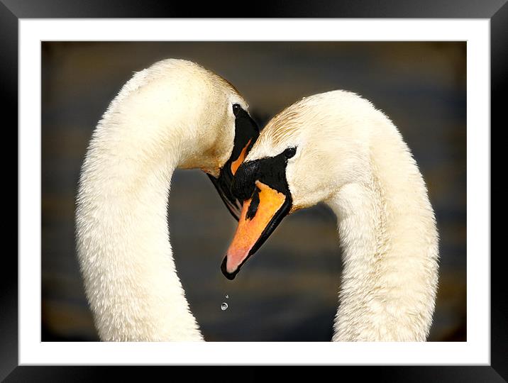 EMBRACE Framed Mounted Print by Anthony R Dudley (LRPS)