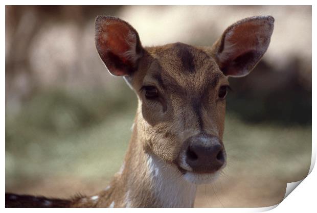 Deer portrayed at African Lion safari in 1993 Print by Alfredo Bustos