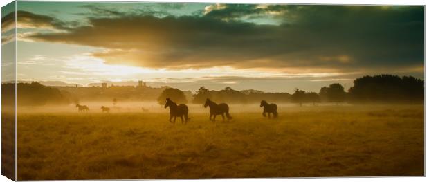 Wild Horses, West Common, Lincoln Canvas Print by Andrew Scott