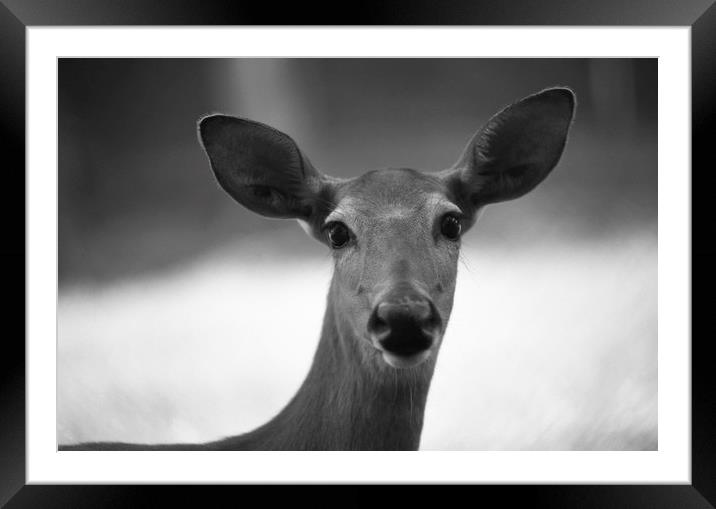 B&W Deer at High Park, Toronto, Canada Framed Mounted Print by Alfredo Bustos