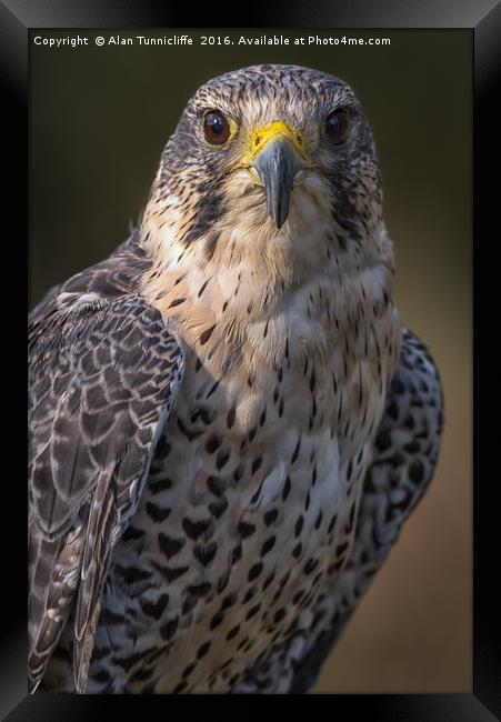 Hybrid falcon Framed Print by Alan Tunnicliffe