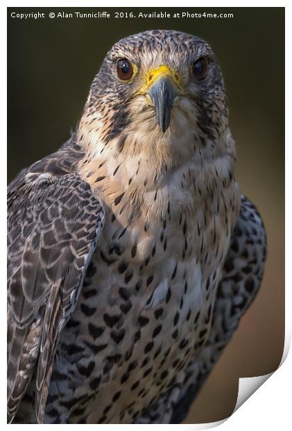 Hybrid falcon Print by Alan Tunnicliffe