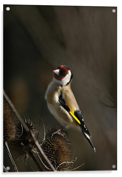 GOLDFINCH Acrylic by Anthony R Dudley (LRPS)