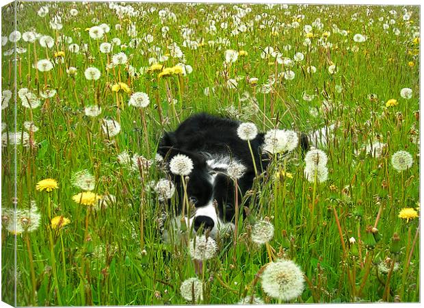 Welsh Border Collie Canvas Print by paulette hurley