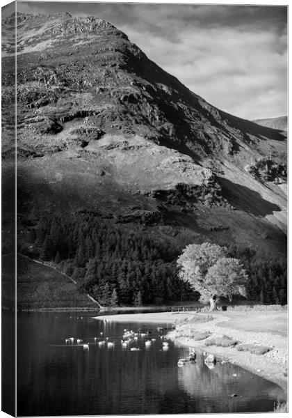 Tree on Lake Buttermere Canvas Print by Paul Appleby