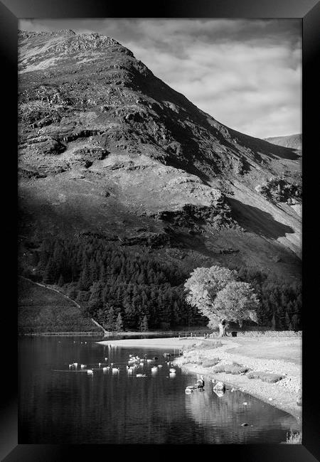 Tree on Lake Buttermere Framed Print by Paul Appleby