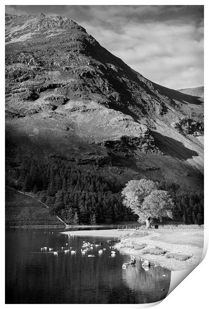Tree on Lake Buttermere Print by Paul Appleby